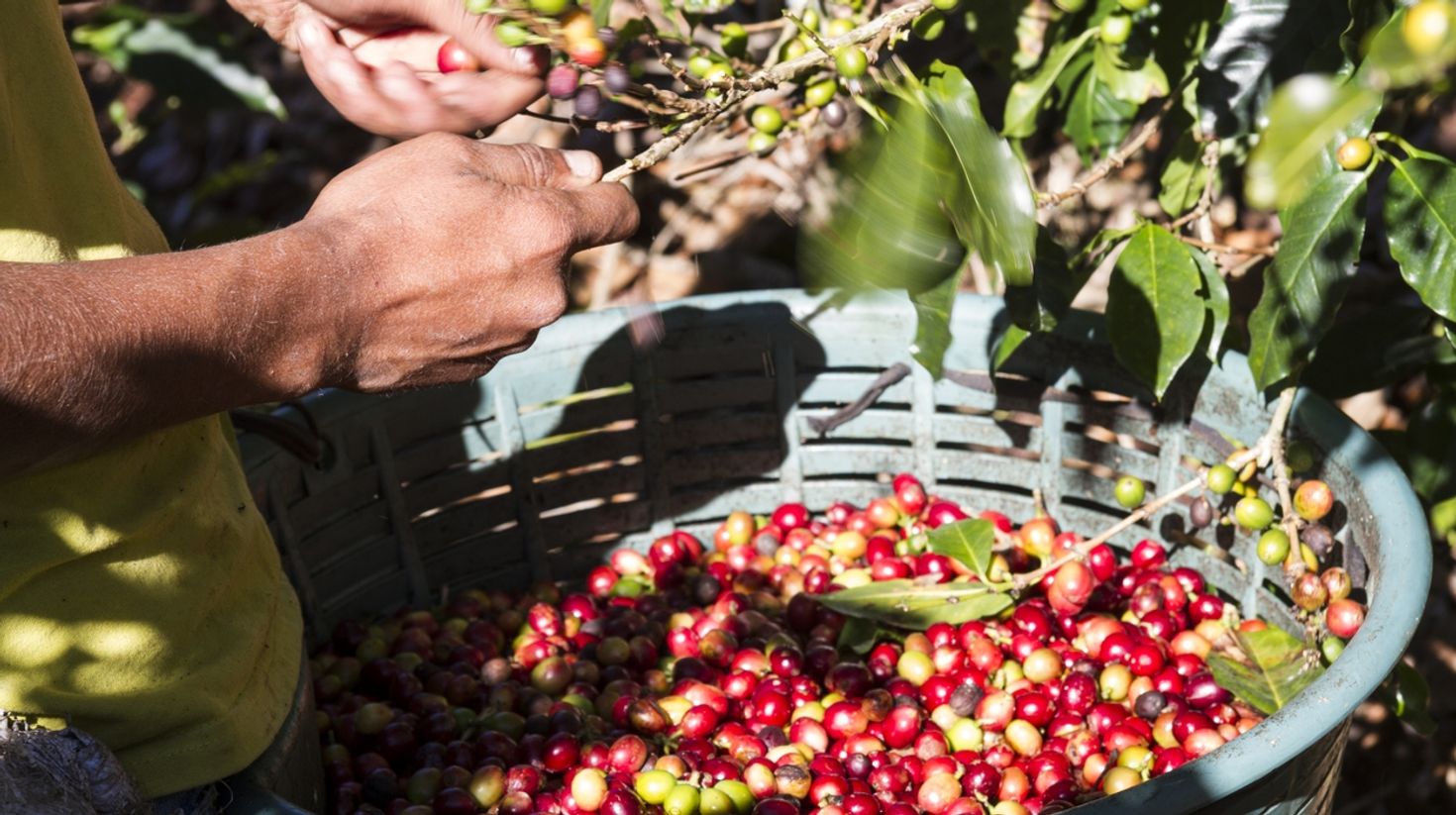 Ecotourism in Costa Rica coffee tour