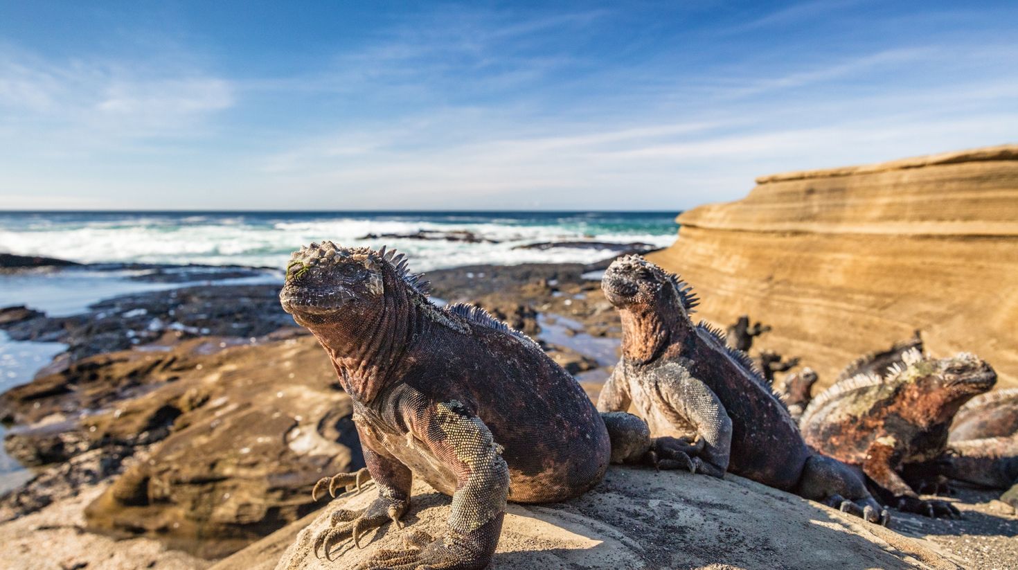 You can see Marine Iguanas warming in the sun in Ecuador in April.