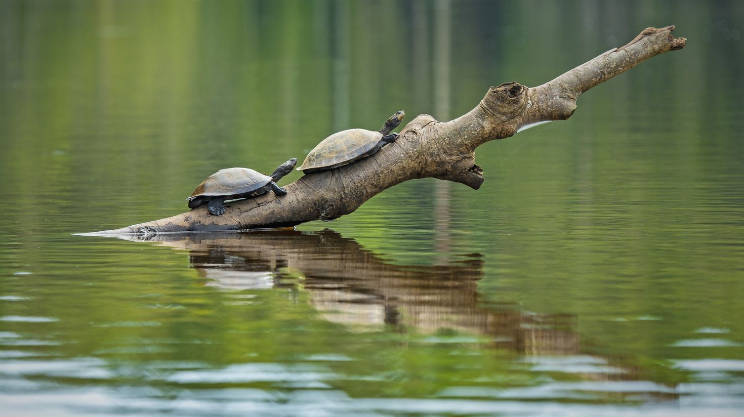 Sea turtles can be climbing logs of wood in the water in Ecuador.