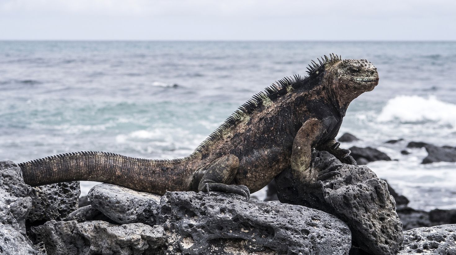 View marine iguanas in the Galapagos islands.
