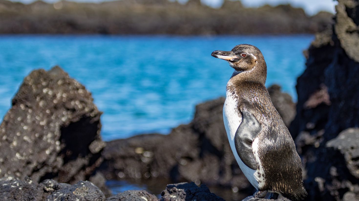 Meet penguins in Isabela Island.