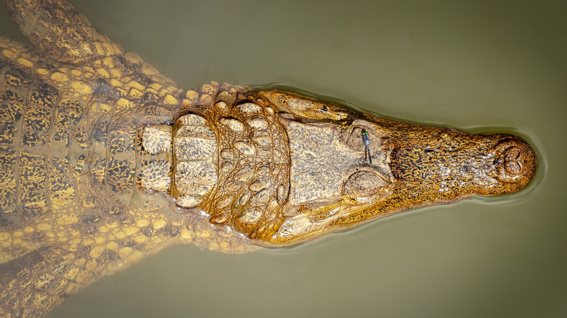 Dry days means high visibility which is ideal to view the wildlife in Ecuador. See Caimans in Ecuador in January.