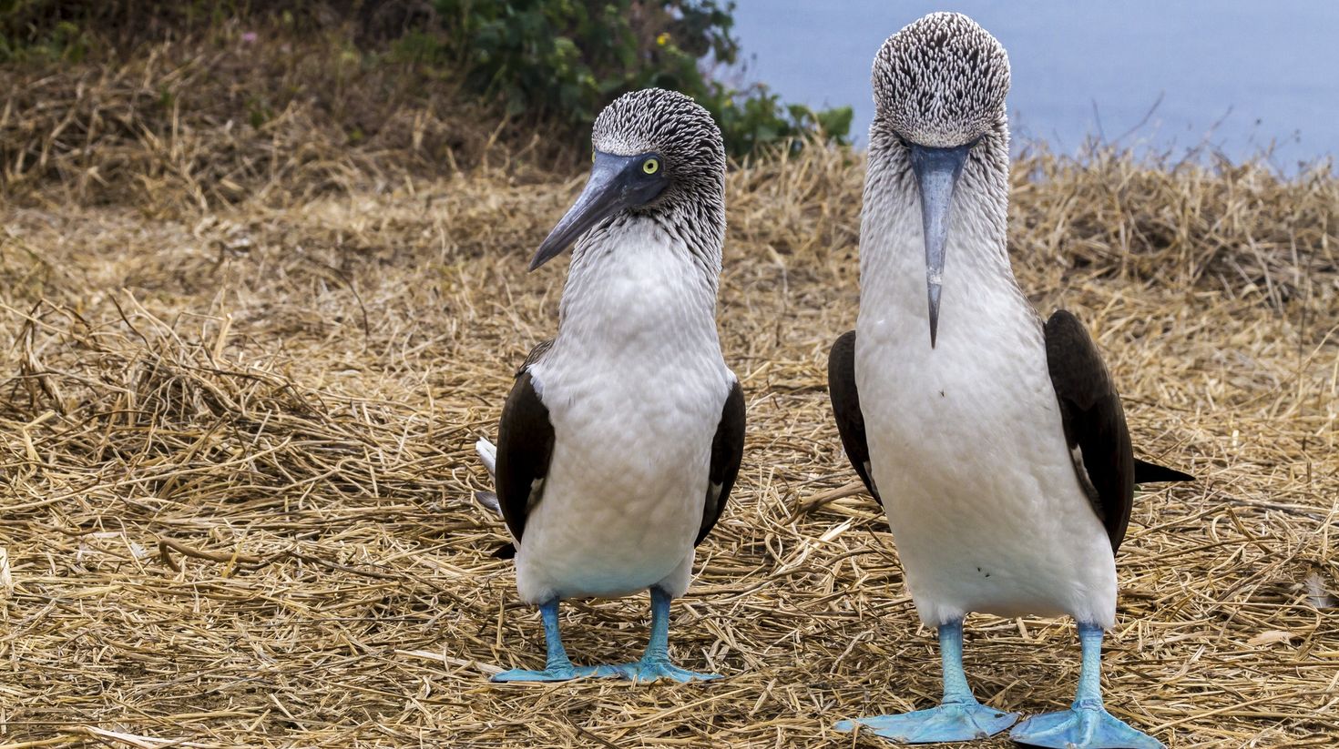 See blue footed booby birds in Ecuador.