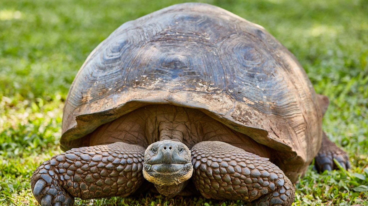 See giant tortoises in Santa Cruz.