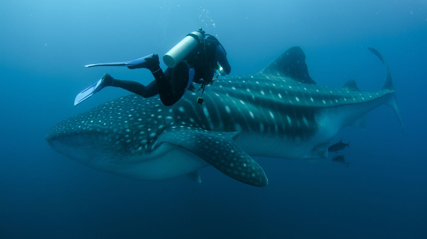 You can do underwater photography while diving in Galapagos Islands.
