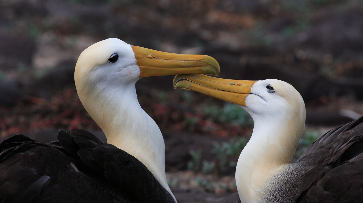 Albatross pair after their wedding dance in Ecuador in May.