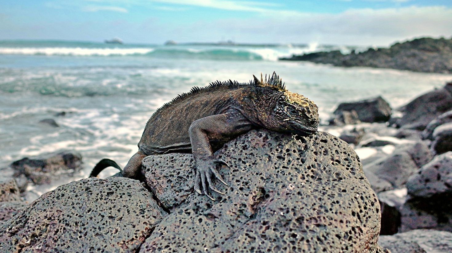 Marine iguanas can be found laying on rocks in Ecuador.