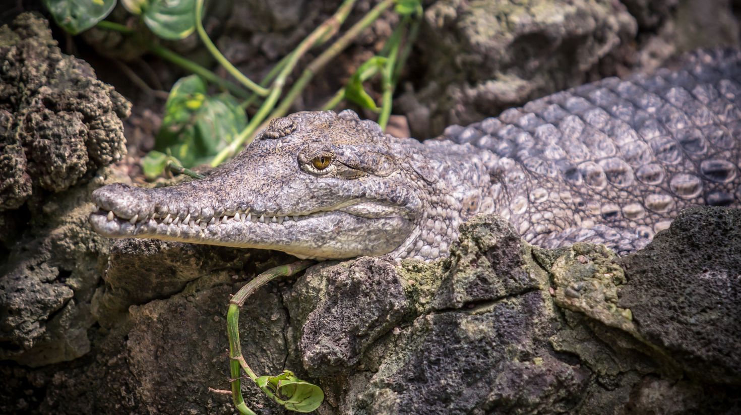 See small caimans in Amazon basins in Ecuador.