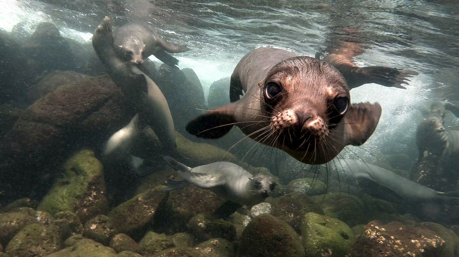 Dive underwater and watch sea lions in Ecuador in October.