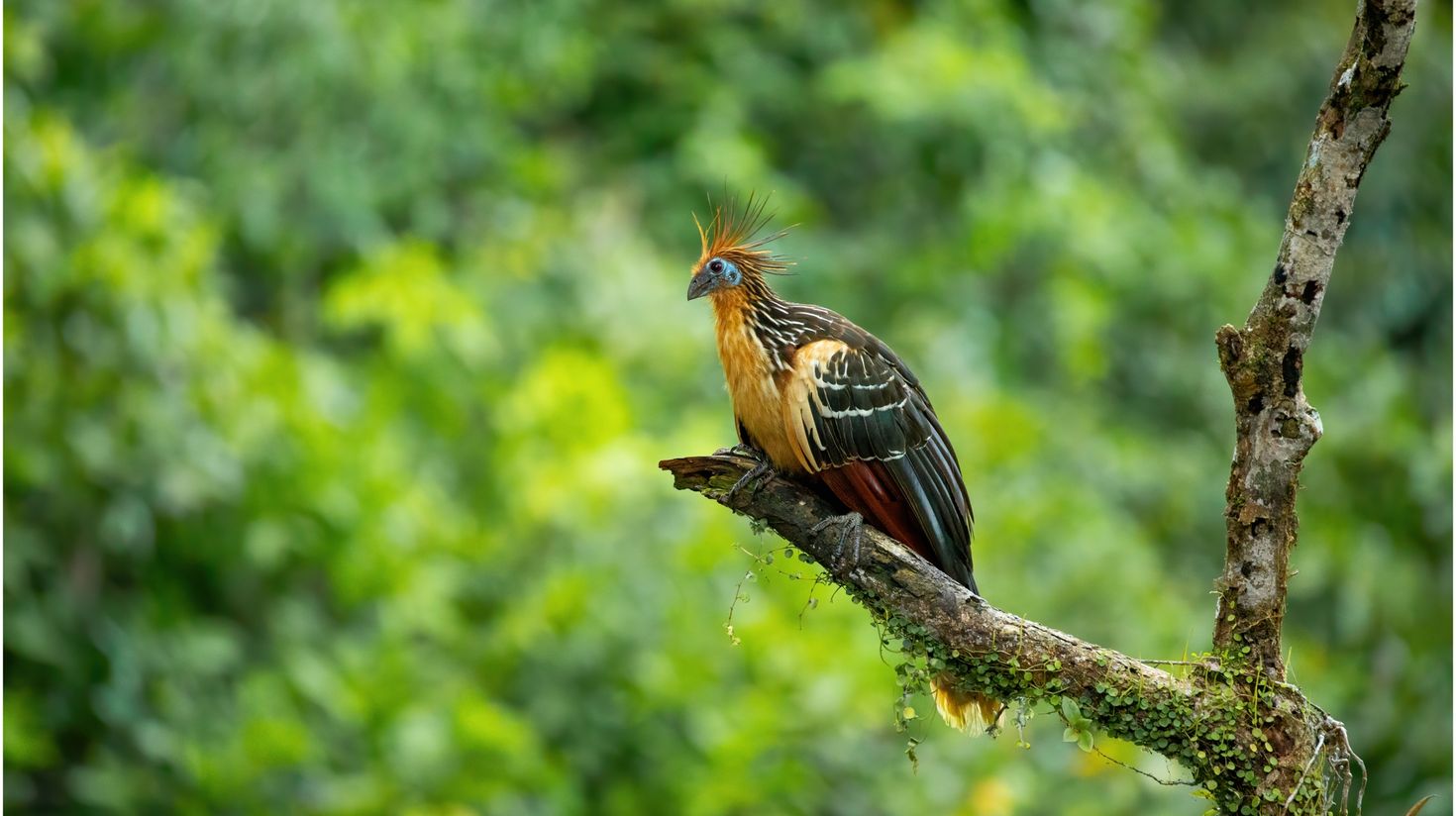 See Hoatzin bird before the wet weather in Ecuador starts.