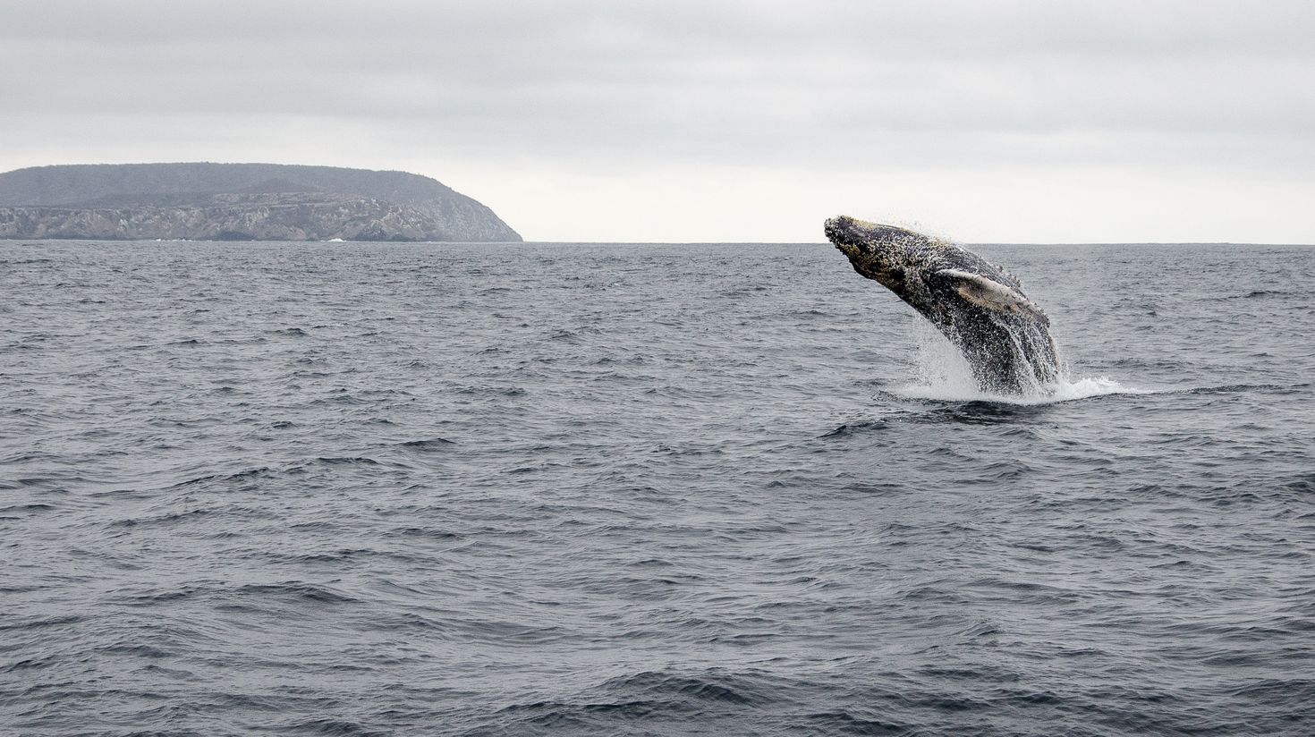 Humpback whales breach the water in Ecuador.