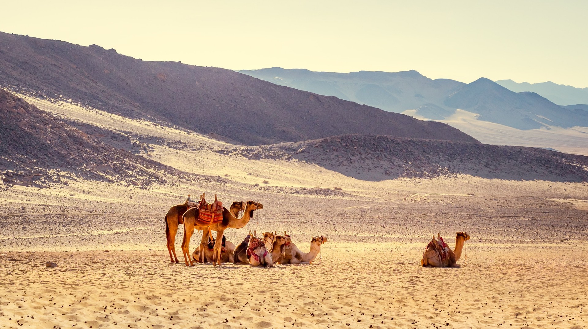 Go on a desert safari on a camel back before the summer heat in Egypt. Do a camel safari in Egypt in April.