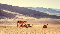 Egypt in April: Go on a Desert Safari