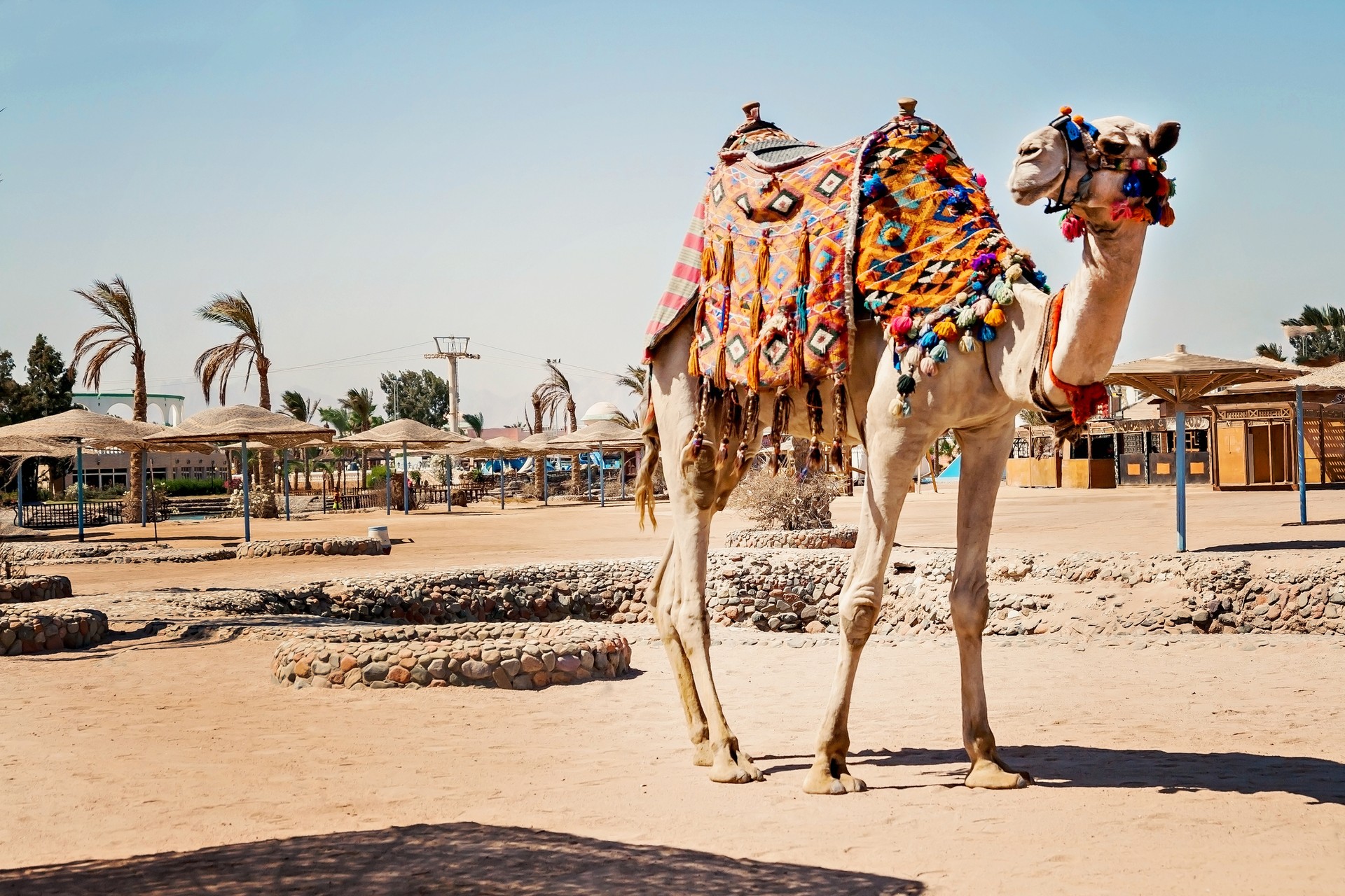 Camel standing to his full height, used for tourist trips to Hurghada