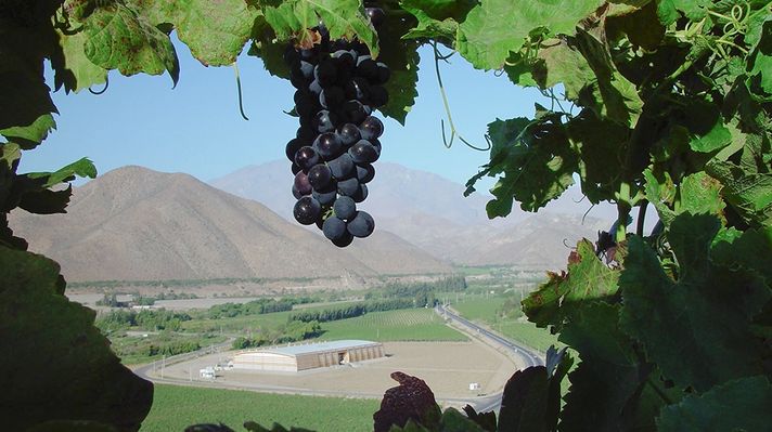 Vina Falernia in Elqui Valley