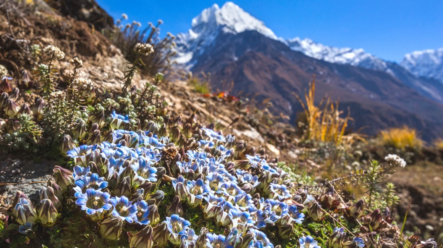 Flowers of all colors bloom on the route to Everest Base Camp in April.