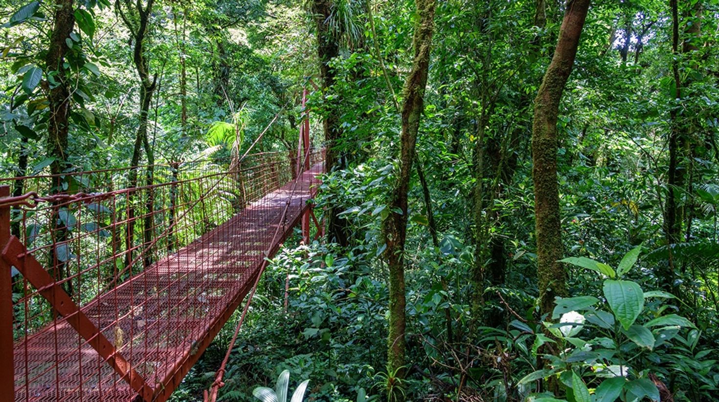 Monteverde Reserve is an ideal place to go on expeditions with the family