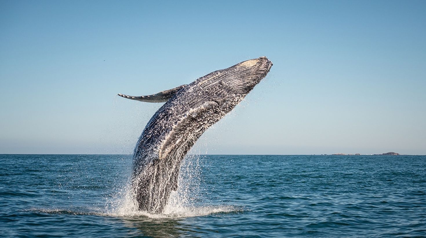Whale watching on out in the sea