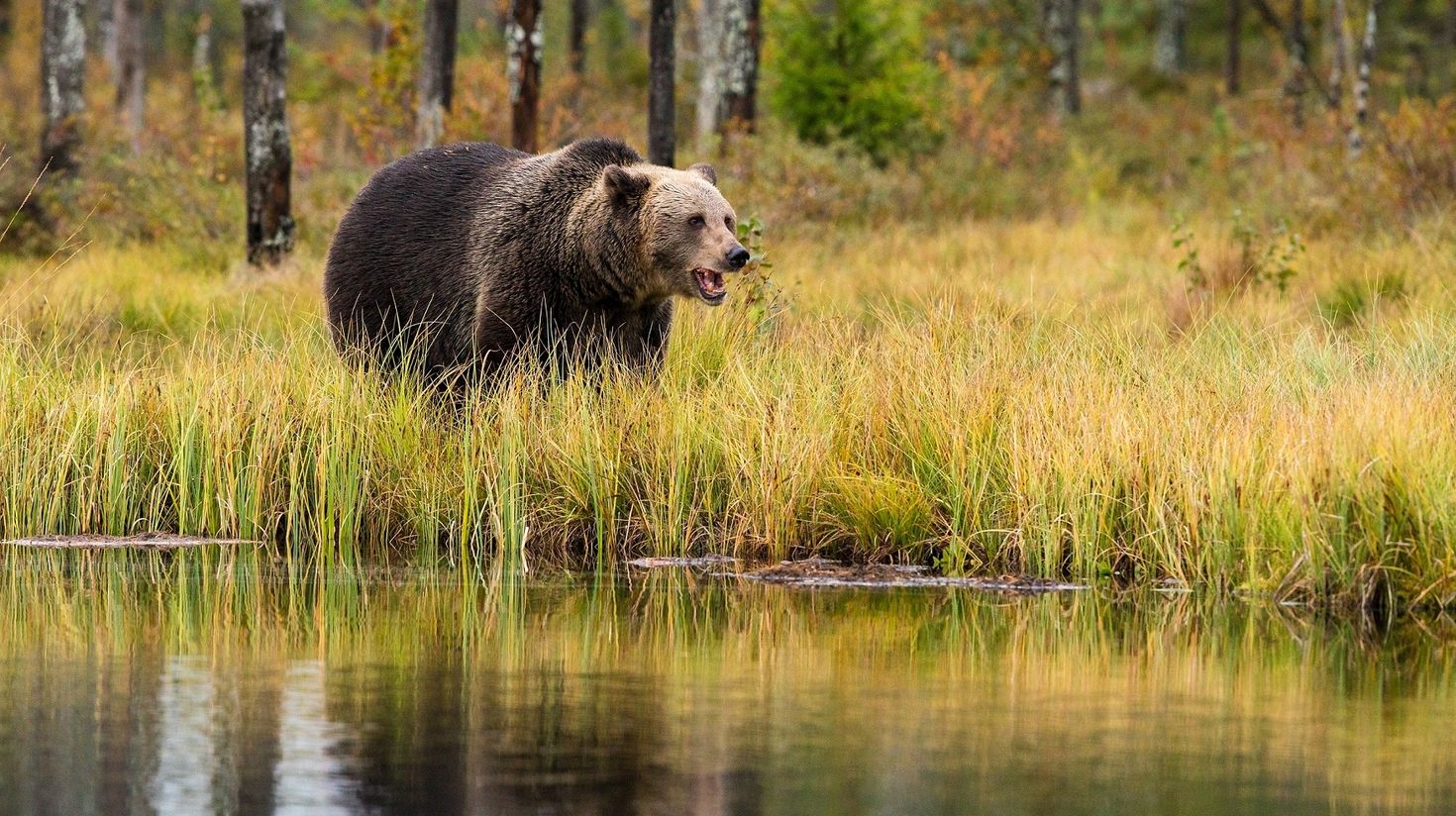 Brown bear in the wild in Finland in August.