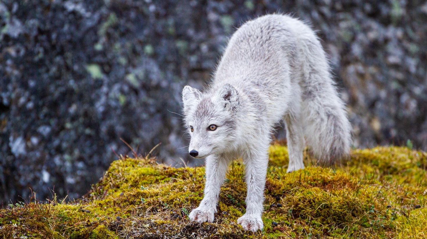 Arctic Fox in Finland in July.