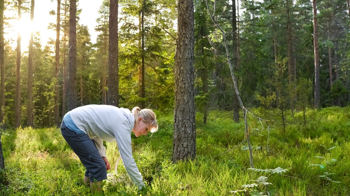 Sunshine in woods in Finland in May