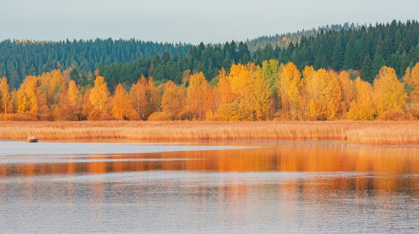 Forest with yellow leaves alongside lake in Finland in October.