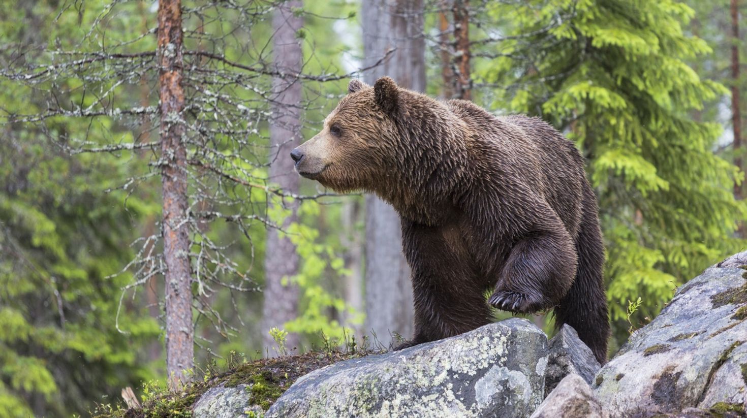 Bear sighting in Finland in October.