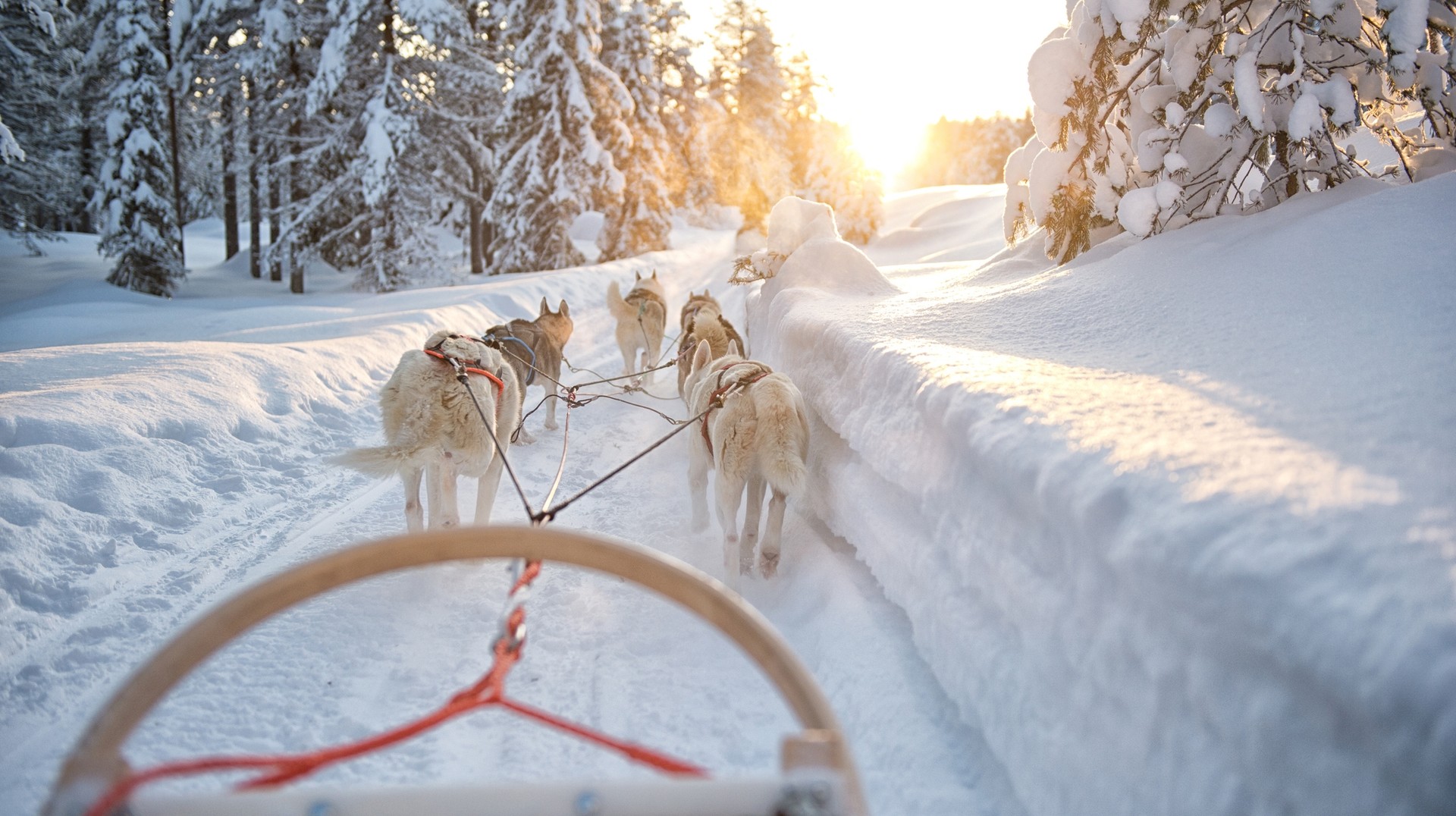 Finland is a hidden gem in the northern hemisphere. It is home to a diverse landscape. Experience Siberian Huskies Lapland slee trekken while spending 7 days in Finland.