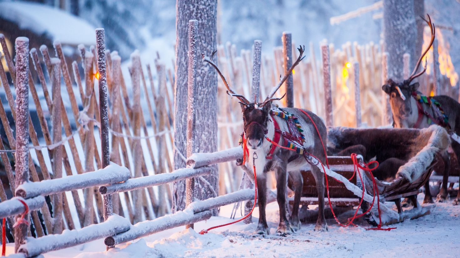See reindeers standing near a sled while spending 5 days in Finland.