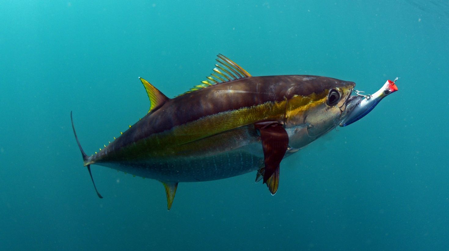 The blue fin tuna is a common catch in most spots for fishing in costa rica