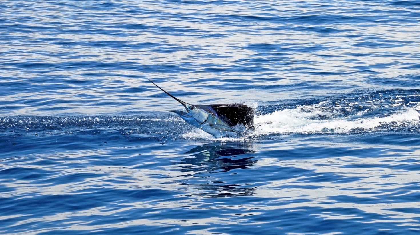The marlin sailfish is an interesting catch when fishing in Costa Rica