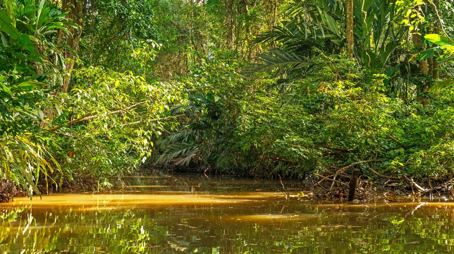 Tortuguero is a unique place to go fishing in Costa Rica