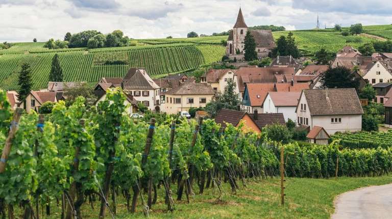 Visit the fields of Trimbach during 14 days in France and witness grapes growing in rows next to the quaint town during