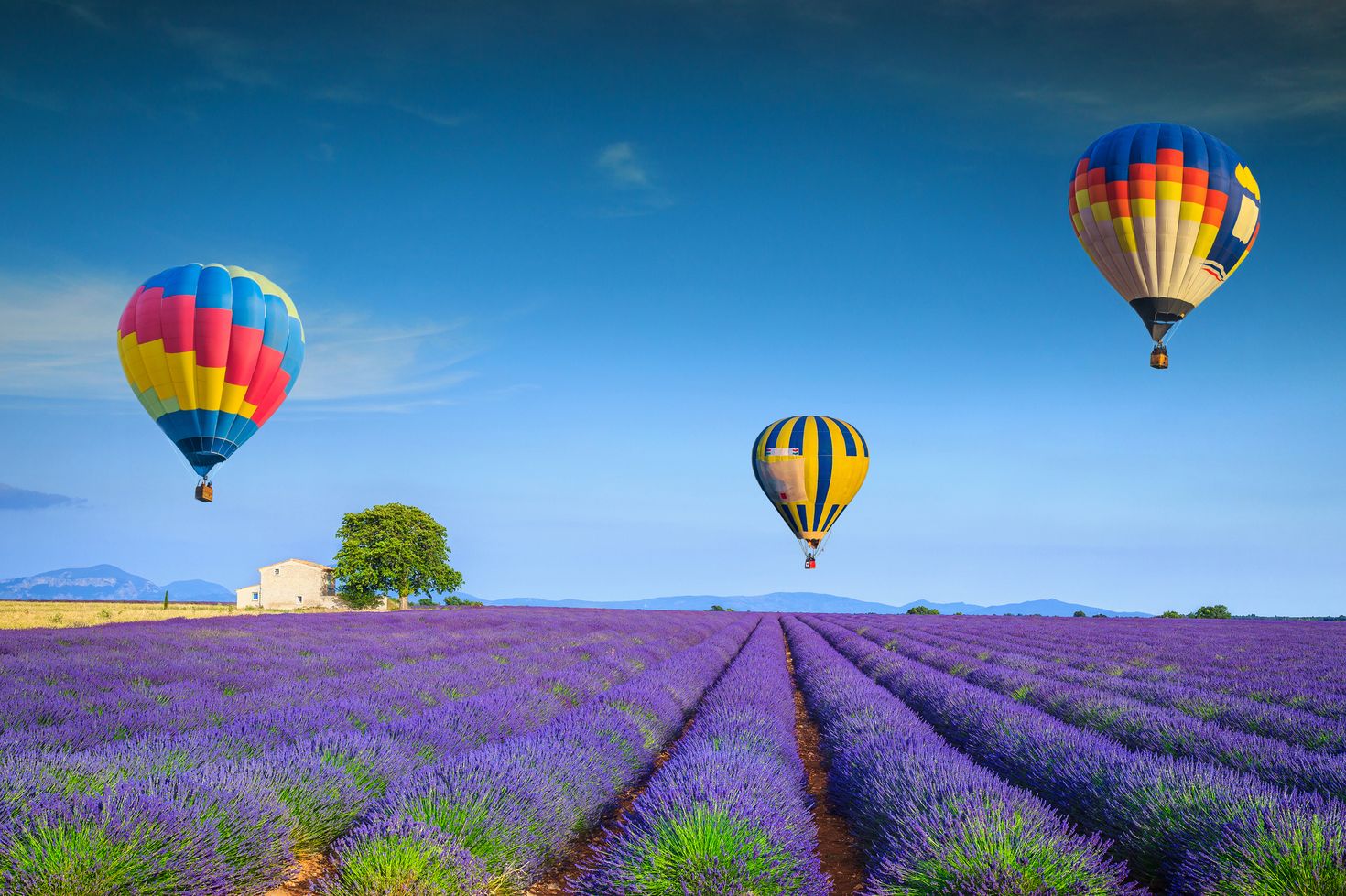 Flying colorful hot air balloons over the purple fragrant lavender fields in France in August.