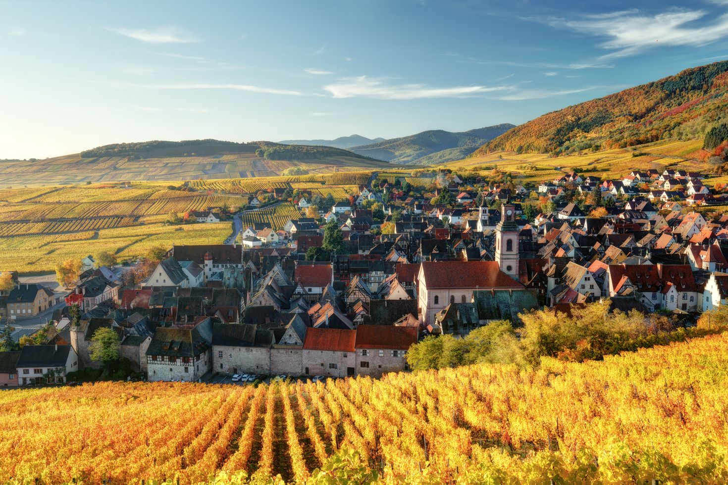 Autumn mountain landscape with vineyards in Alsace, France in August.