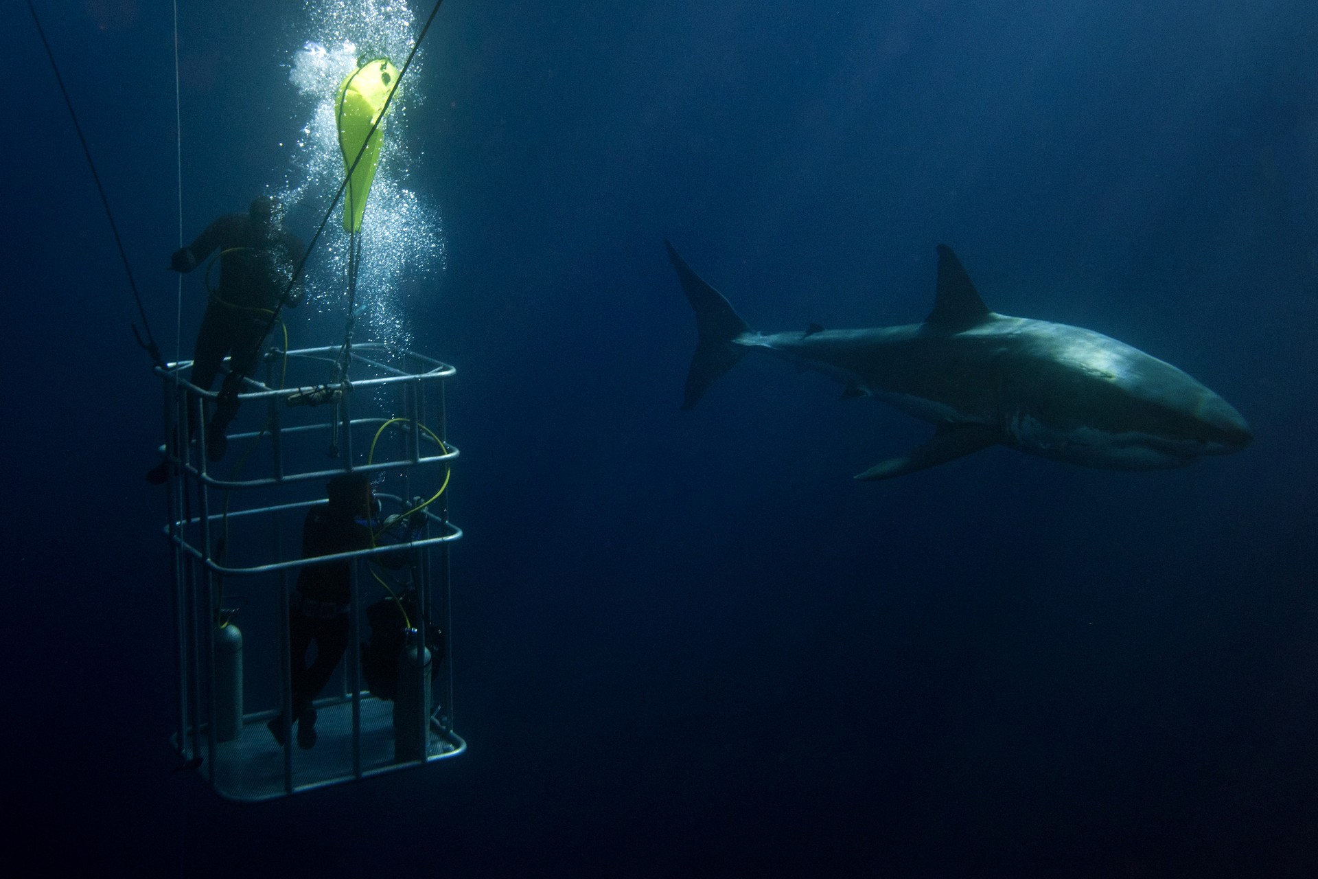 Gansbaai, located in South Africa’s Western Cape, has one of the densest great white shark populations in the world, making it one of the best places to go cage dive