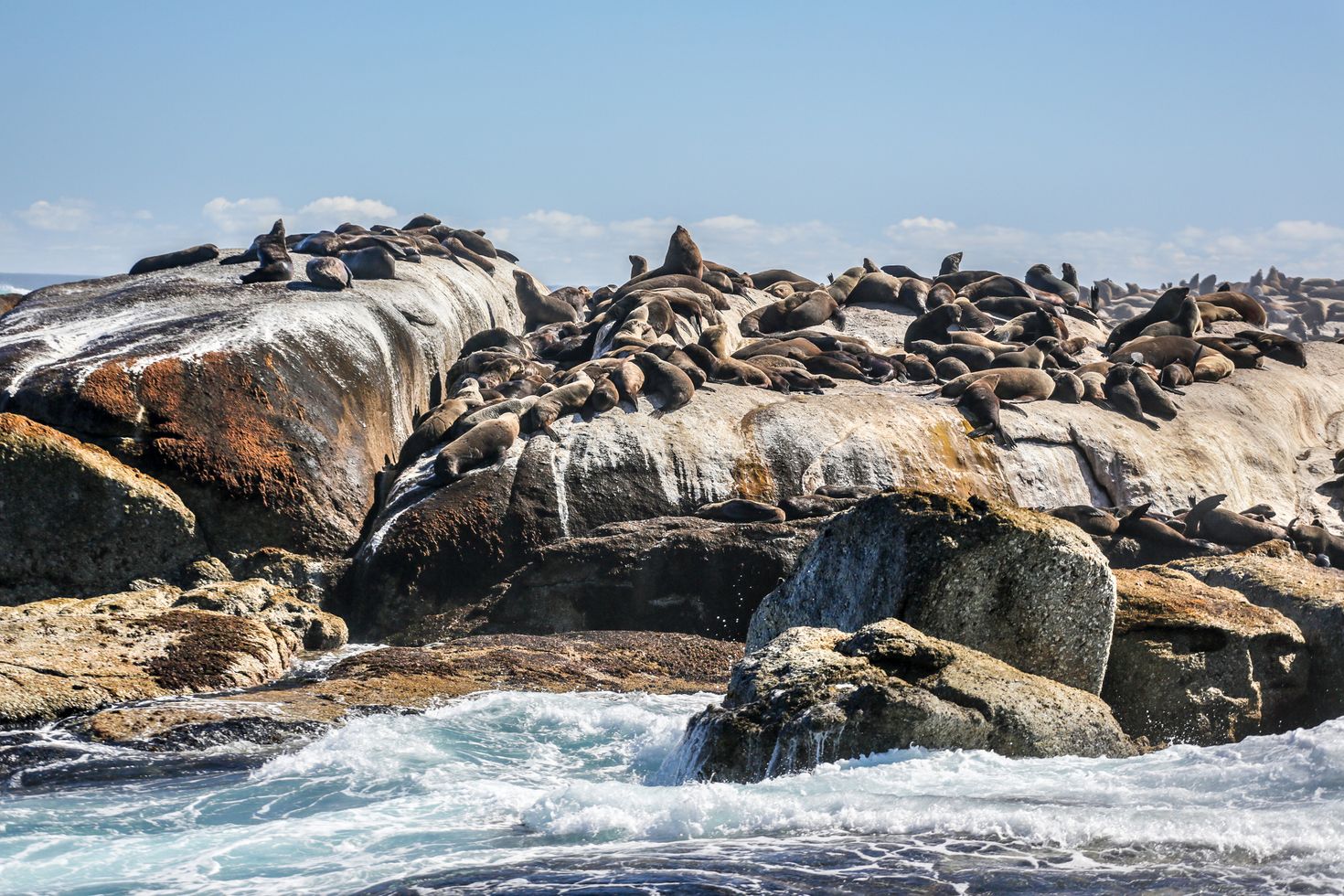 Seal Island in Gansbaai