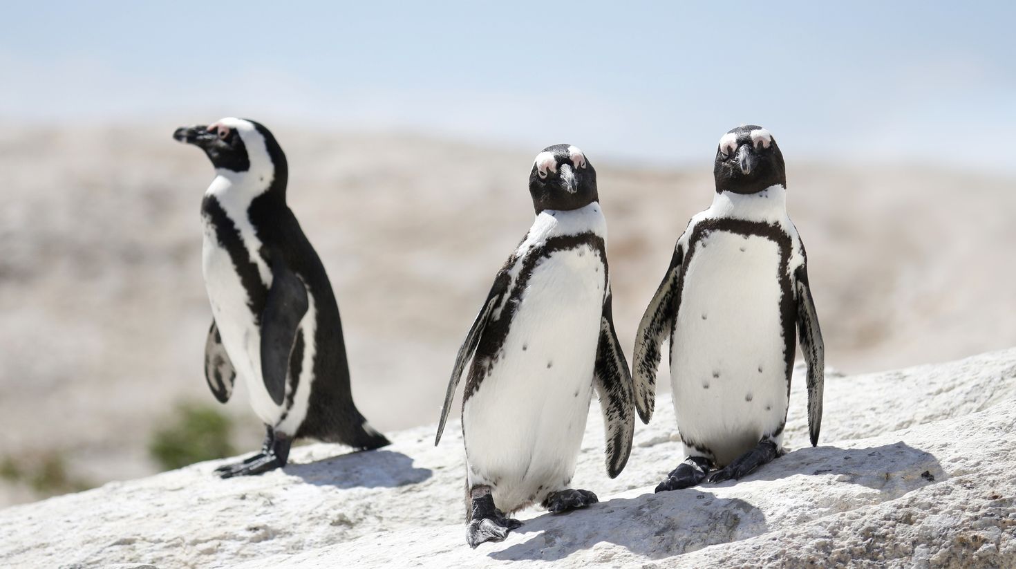 Three African penguins in Boulders Beach in Simon's Town.