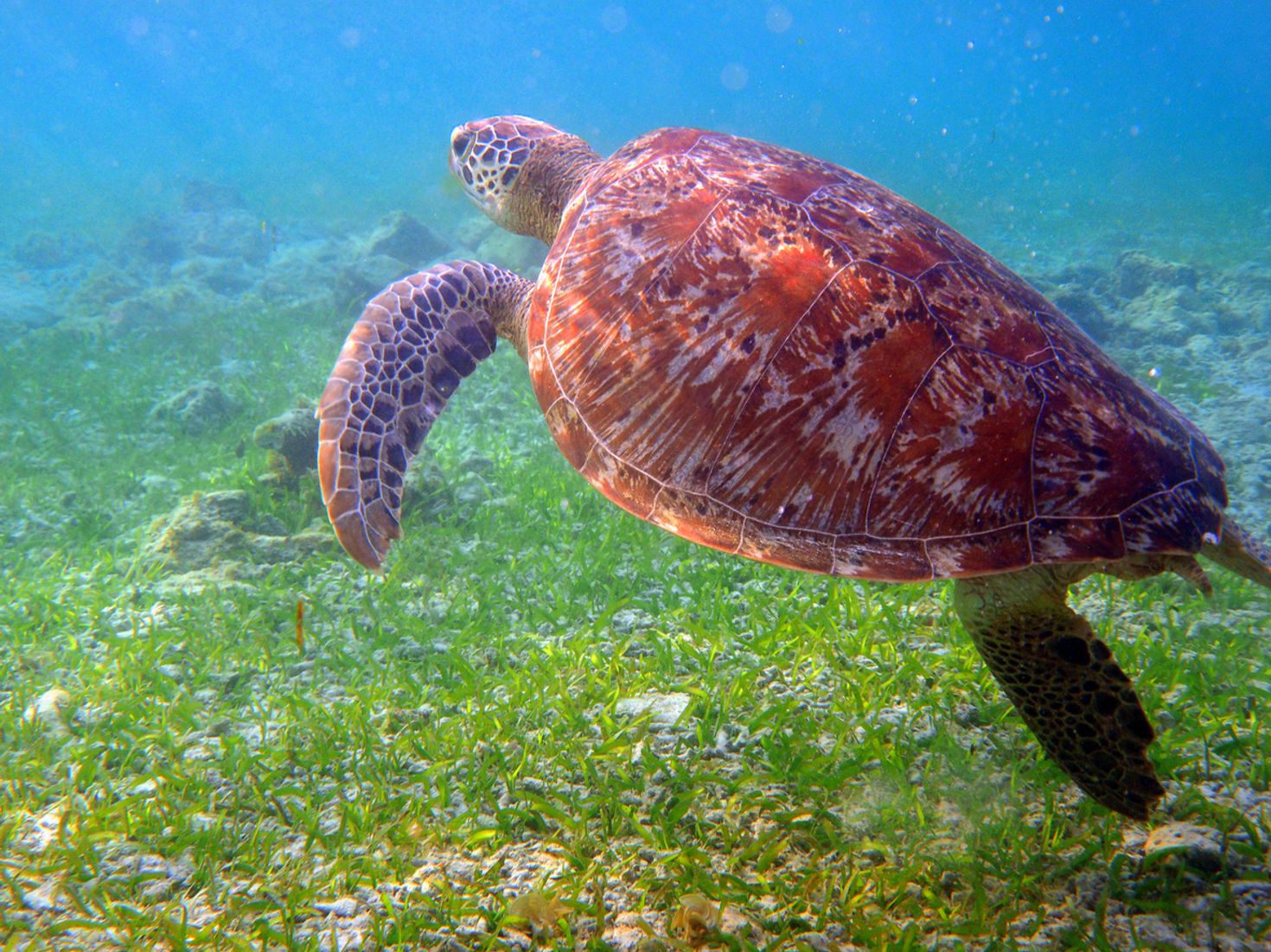 The Gili Islands are a great place to go snorkeling and scuba diving.