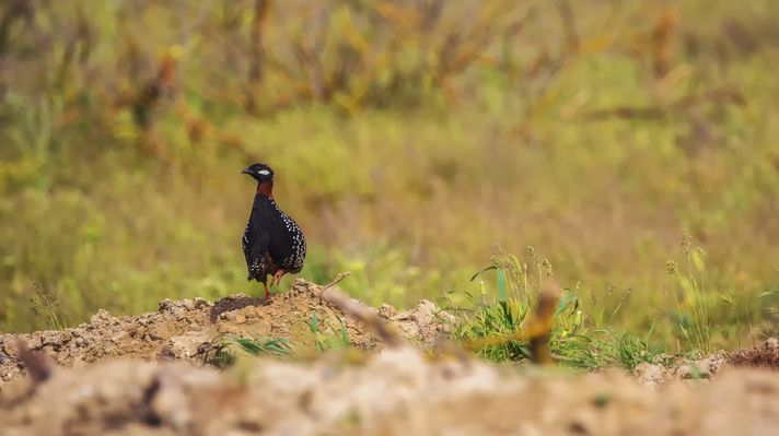 Black francolin in Shirvan National Reserve