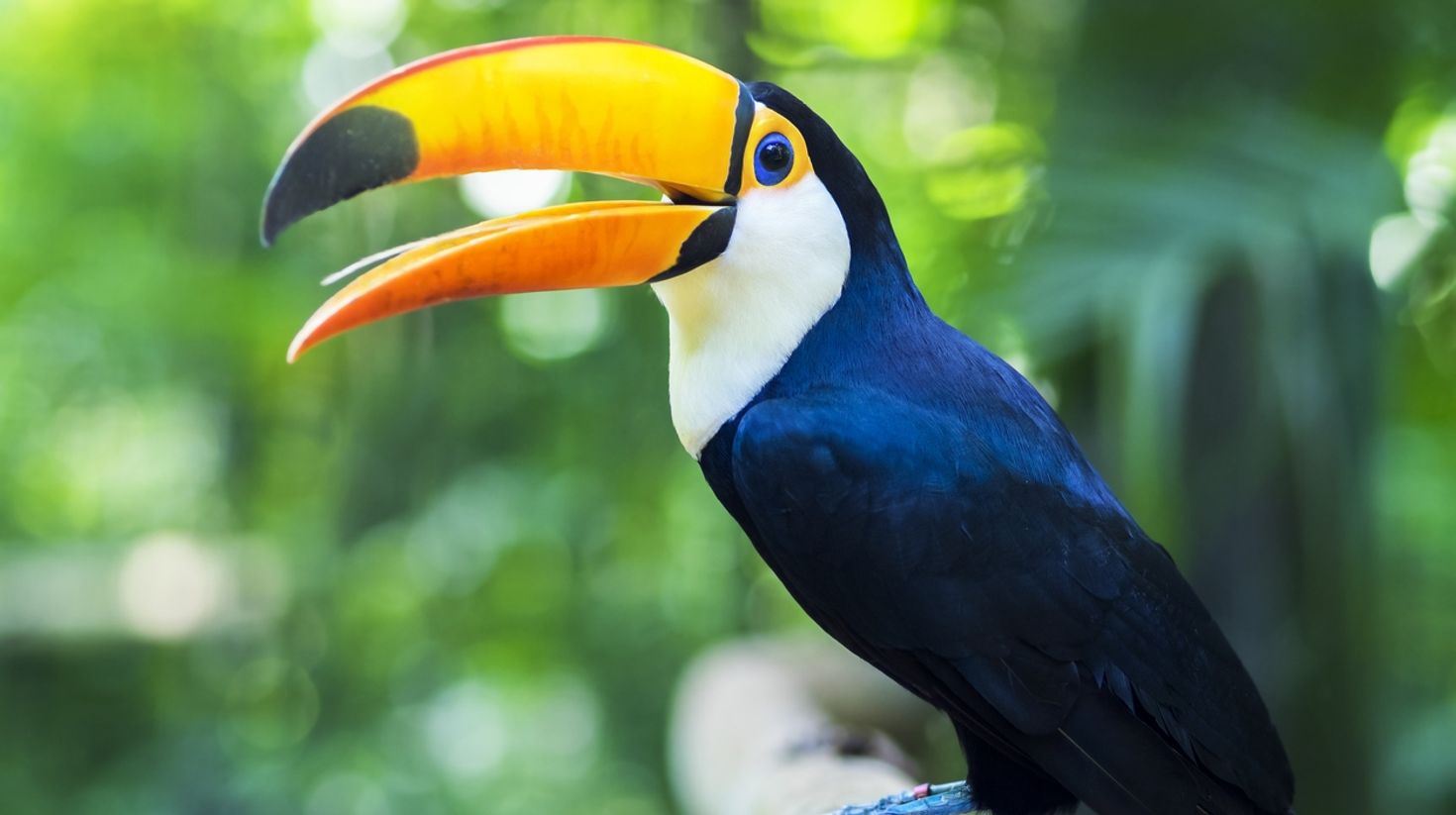 The colorful toucan in Brazil rainforest