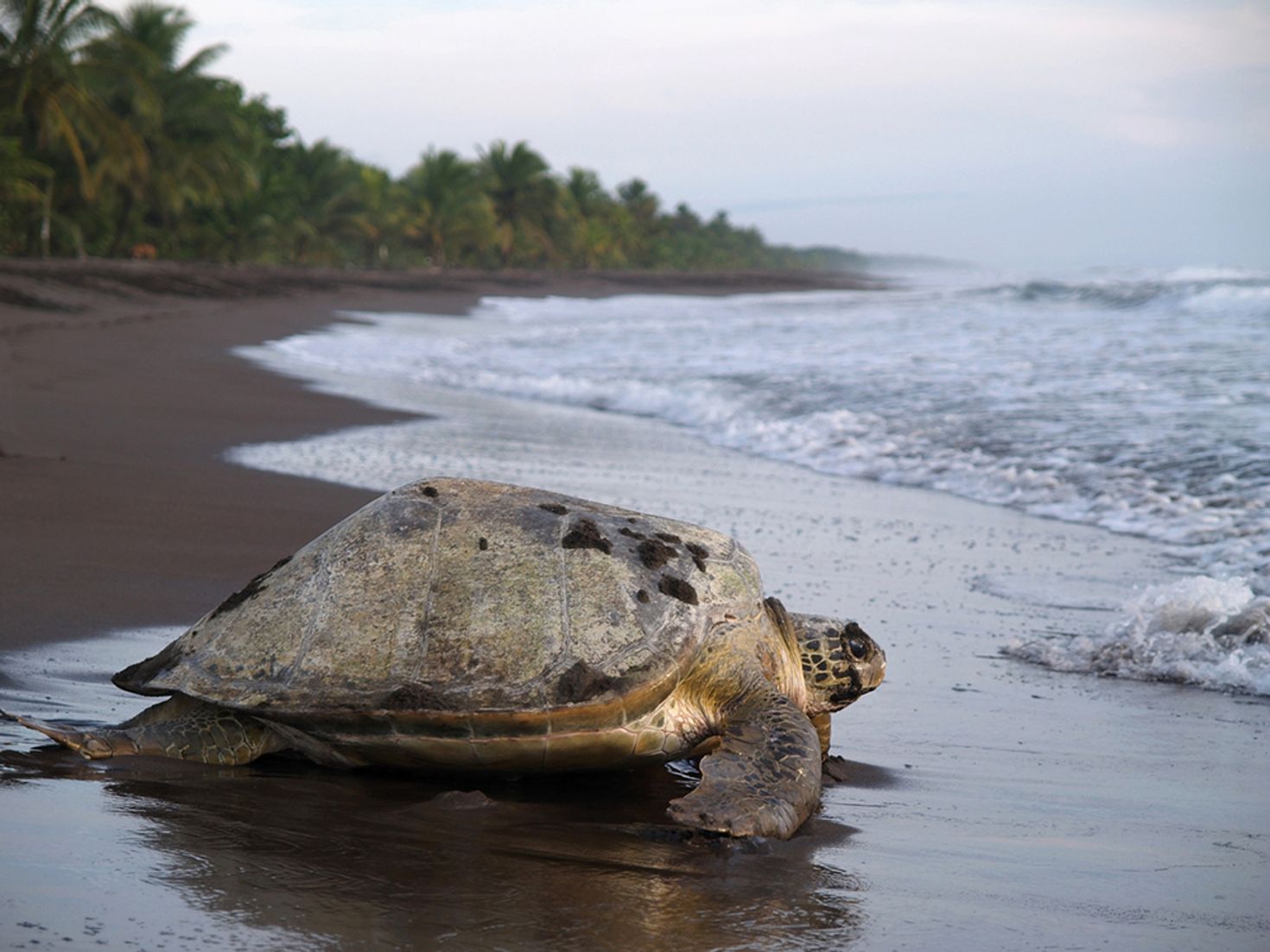 Costa Rica itinerary from Tortuguero