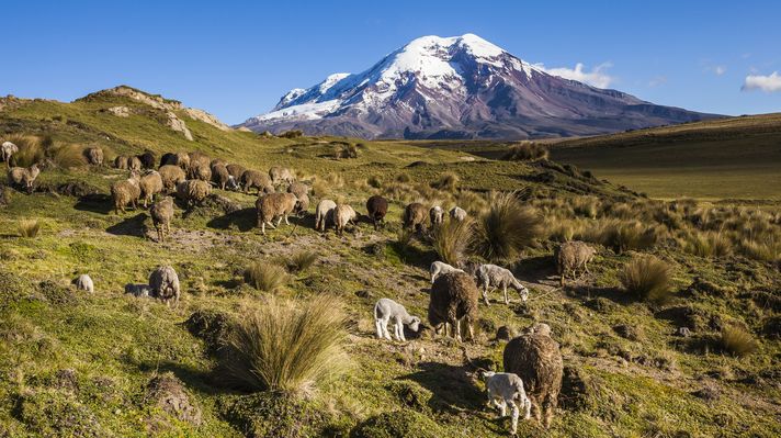 Chimborazo volcano and sheep