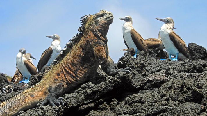Marine iguana with blue footed booby on Galapagos