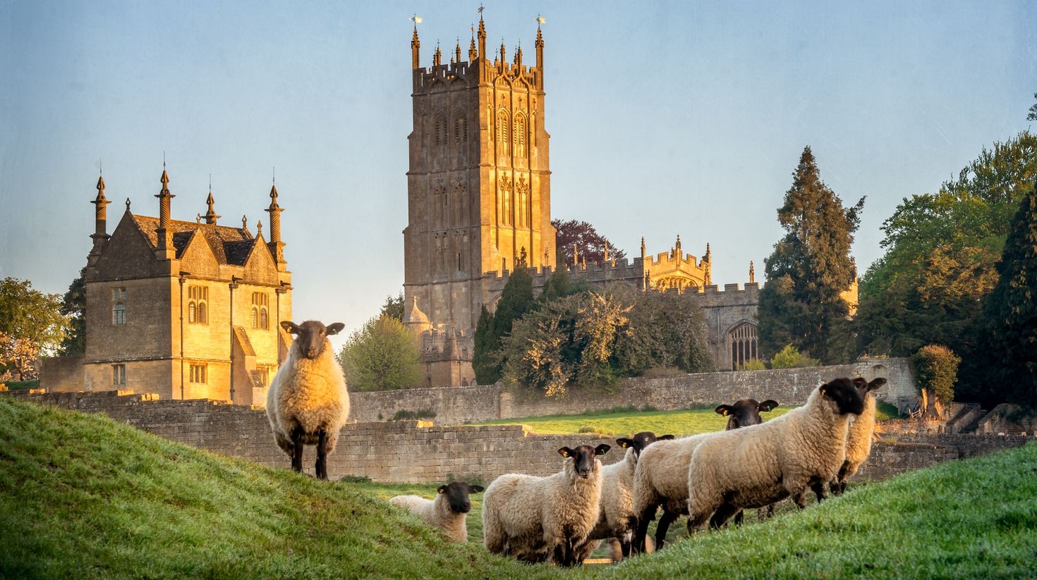 Sheeps near Chipping Campden in Gloucestershire