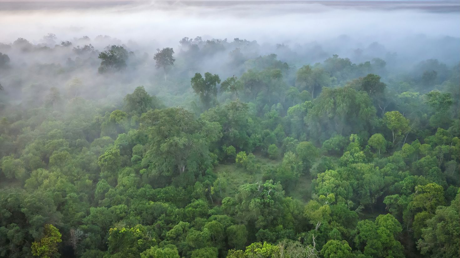 The aerial view of a forest area in Masai Mara