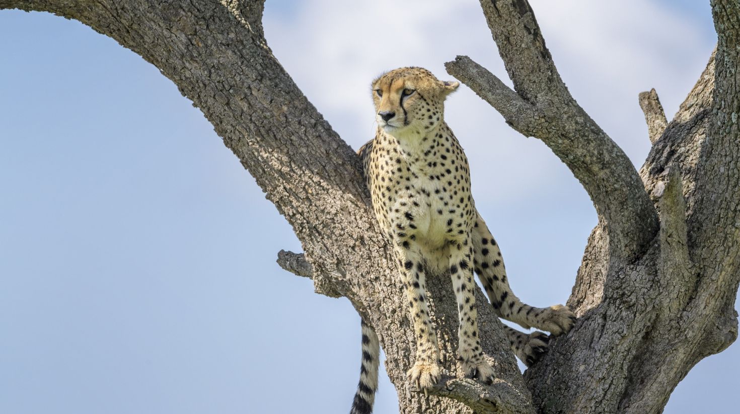 Cheetah sitting in acacia tree in Masai Mara National Reserve in Kenya.