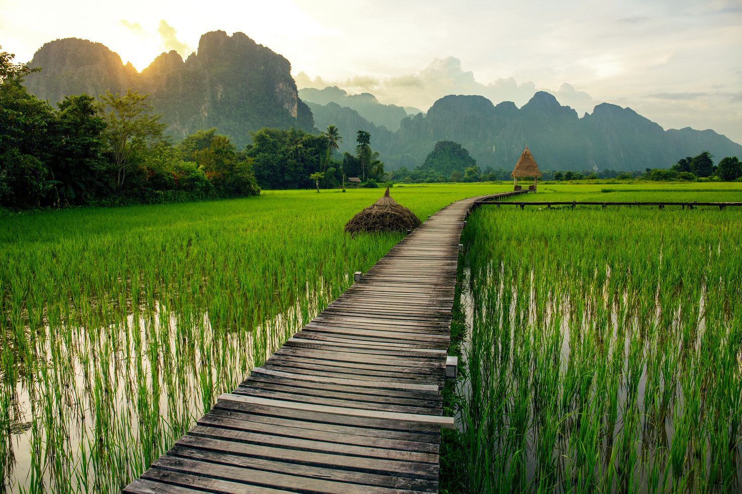 The peaceful afternoon in the green rice fields of Vang Vieng