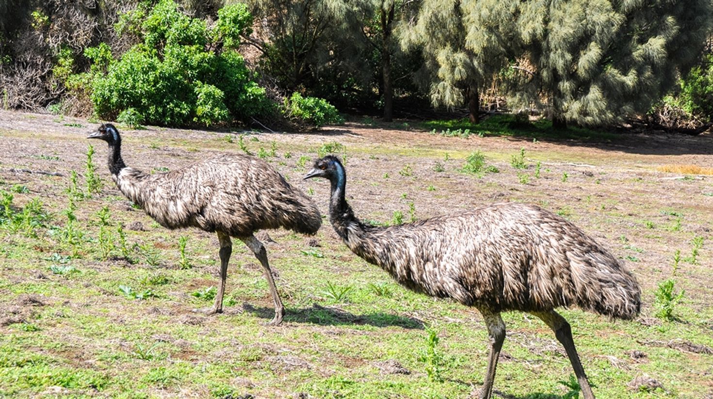 Tower Hill Wildlife Reserve is located further away from the coastline