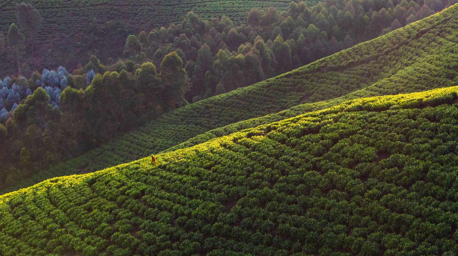 The morning weather in the tea fields near Gisakura